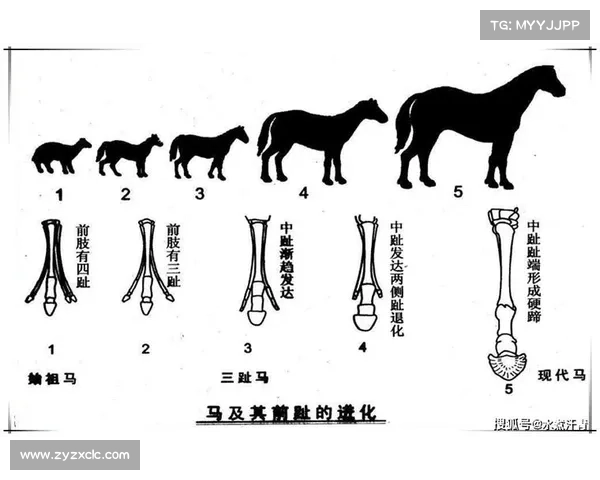 马的脚趾结构与其他动物的比较分析五大关键特点 马的脚趾结构与其他动物的比较分析五大关键特点